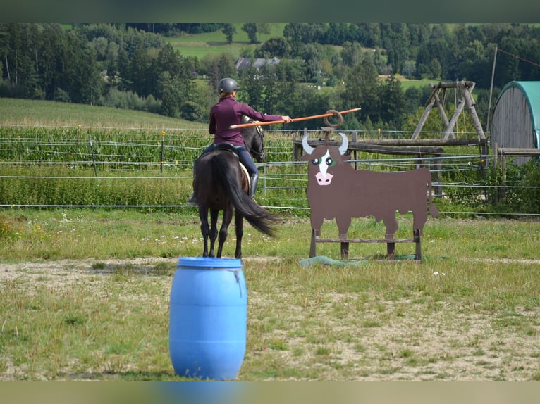 German Riding Pony Gelding 9 years 14,2 hh Black in Lichtenberg