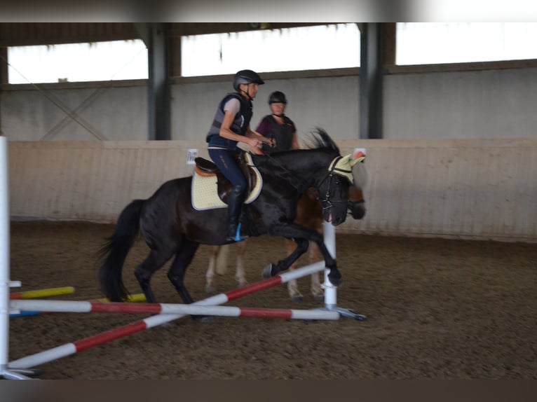 German Riding Pony Gelding 9 years 14,2 hh Black in Lichtenberg
