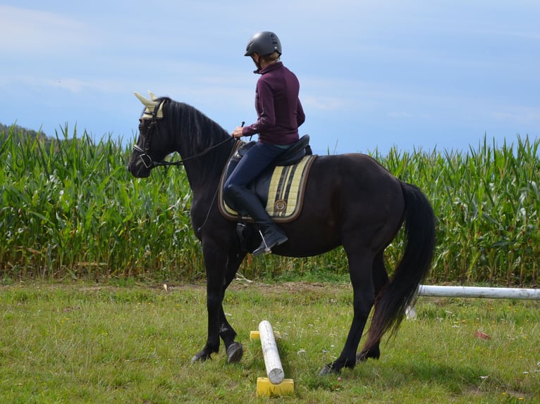 German Riding Pony Gelding 9 years 14,2 hh Black in Lichtenberg