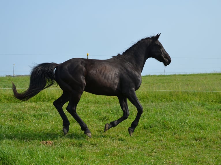 German Riding Pony Gelding 9 years 14,2 hh Black in Lichtenberg