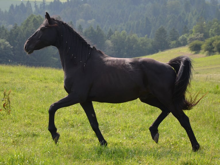 German Riding Pony Gelding 9 years 14,2 hh Black in Lichtenberg