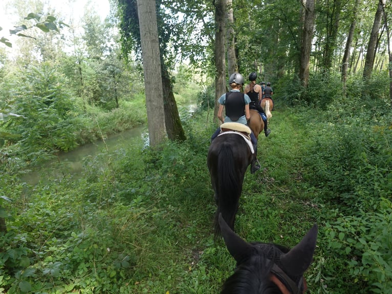German Riding Pony Gelding 9 years 14,2 hh Black in Lichtenberg