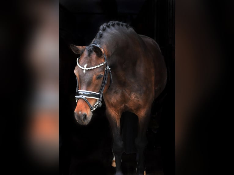 German Riding Pony Gelding 9 years 14,2 hh Brown in Osnabrück