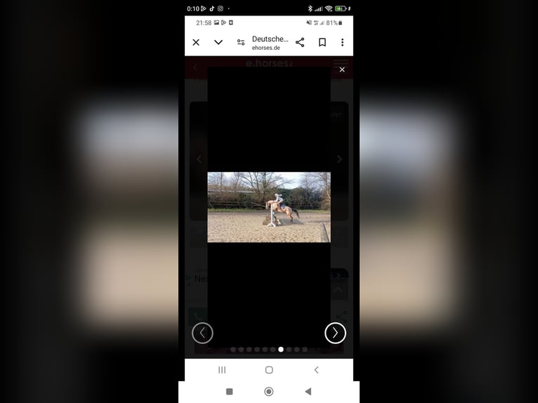 German Riding Pony Gelding 9 years 14,2 hh Buckskin in Essen