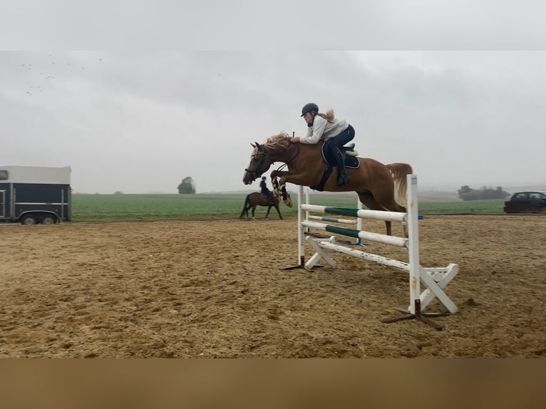 German Riding Pony Gelding 9 years 14,2 hh Chestnut-Red in Brahmenau