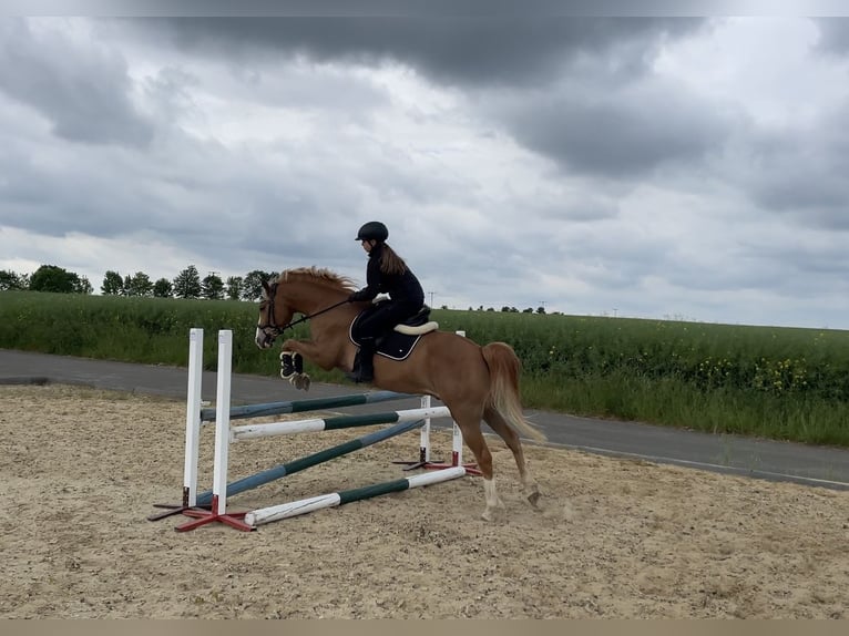 German Riding Pony Gelding 9 years 14,2 hh Chestnut-Red in Brahmenau