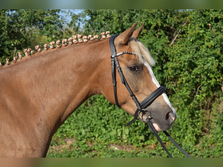 German Riding Pony Gelding 9 years 14,2 hh Chestnut-Red in Brahmenau