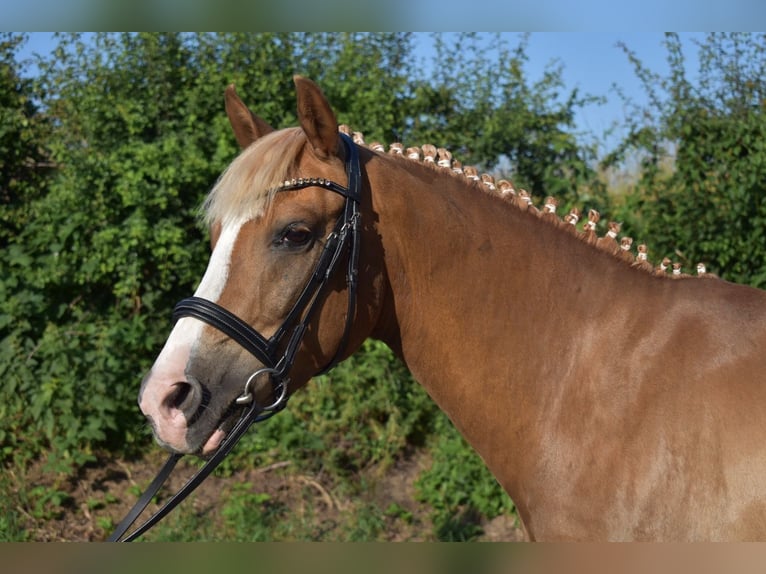 German Riding Pony Gelding 9 years 14,2 hh Chestnut-Red in Brahmenau