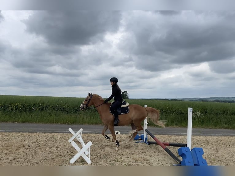 German Riding Pony Gelding 9 years 14,2 hh Chestnut-Red in Brahmenau