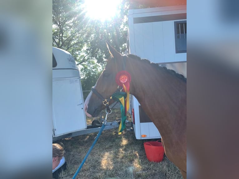 German Riding Pony Gelding 9 years 14,2 hh in Ehrenburg German Riding Pony Gelding 9 years 14,2 hh in Ehrenburg