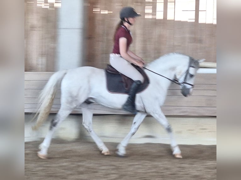 German Riding Pony Gelding 9 years 14,2 hh Gray in Hainsfarth