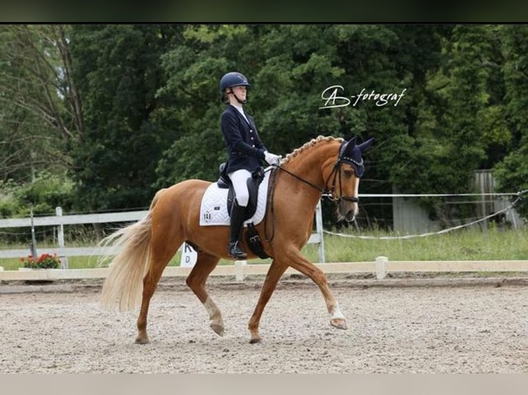 German Riding Pony Gelding 9 years 14,2 hh Palomino in Kehl