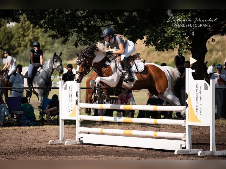 German Riding Pony Gelding 9 years 14,2 hh Pinto in Rathenow OT Semlin