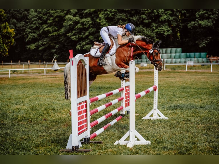 German Riding Pony Gelding 9 years 14,2 hh Pinto in Rathenow OT Semlin