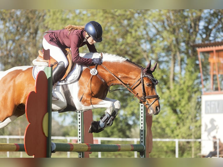 German Riding Pony Gelding 9 years 14,2 hh Pinto in Rathenow OT Semlin