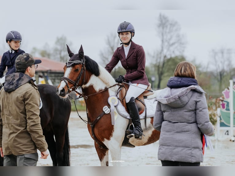 German Riding Pony Gelding 9 years 14,2 hh Pinto in Rathenow OT Semlin