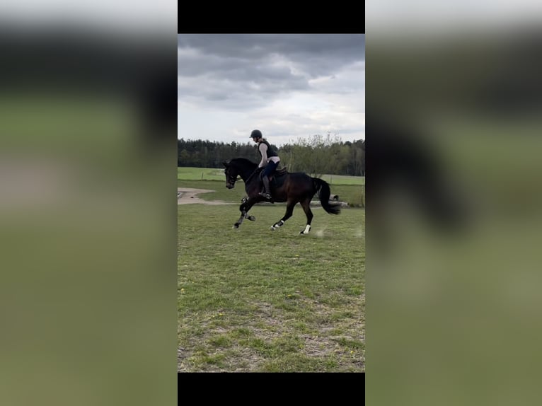 German Riding Pony Gelding 9 years 15,1 hh Bay-Dark in Osterholz-Scharmbeck