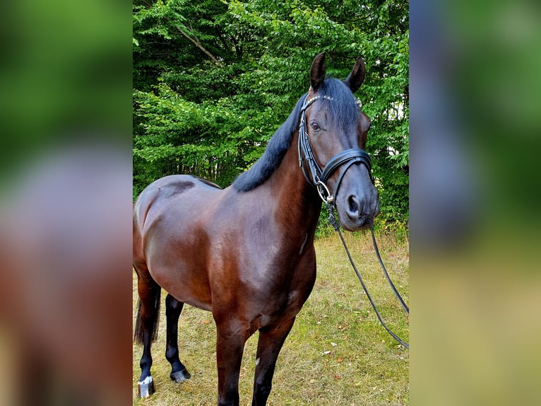 German Riding Pony Gelding 9 years 15 hh Black in Frelsdorf