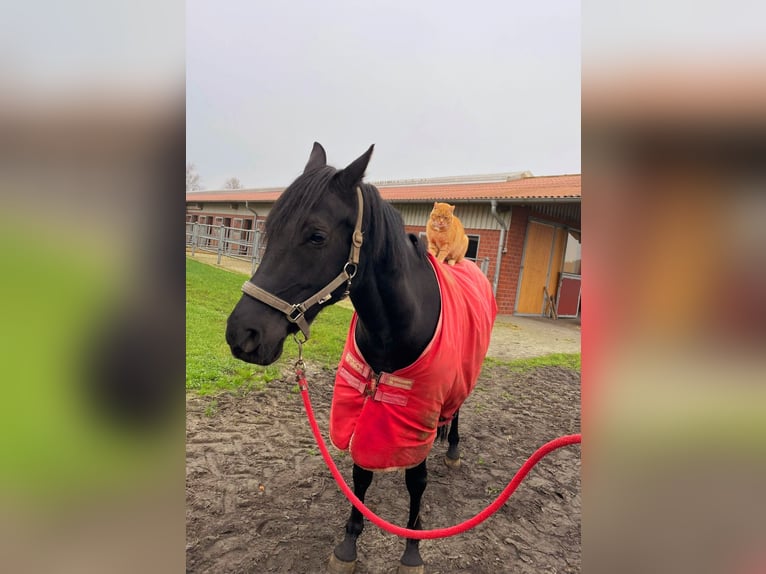 German Riding Pony Gelding 9 years 15 hh Black in Frelsdorf