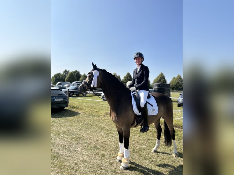 German Riding Pony Gelding 9 years 15 hh Buckskin in Ense