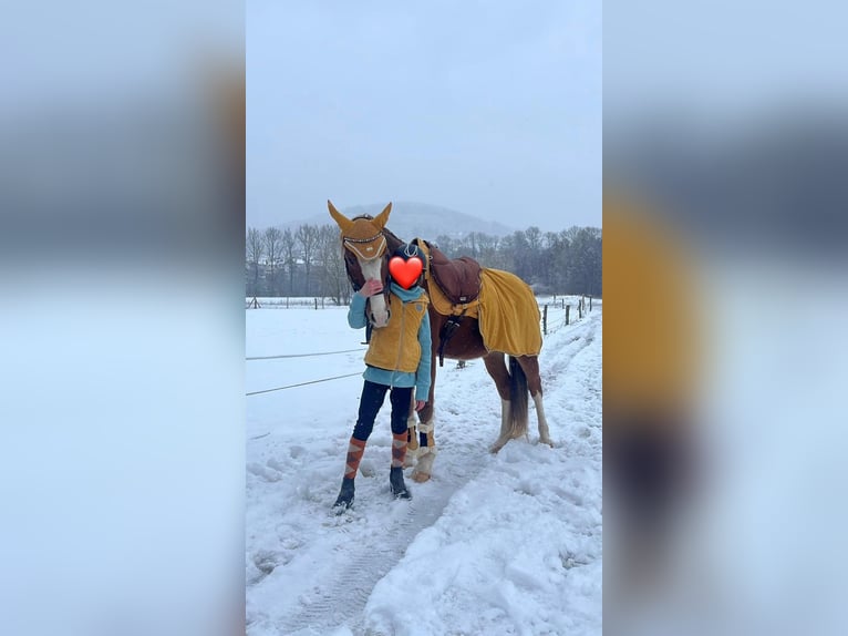 German Riding Pony Gelding 9 years 15 hh Chestnut-Red in Biedenkopf