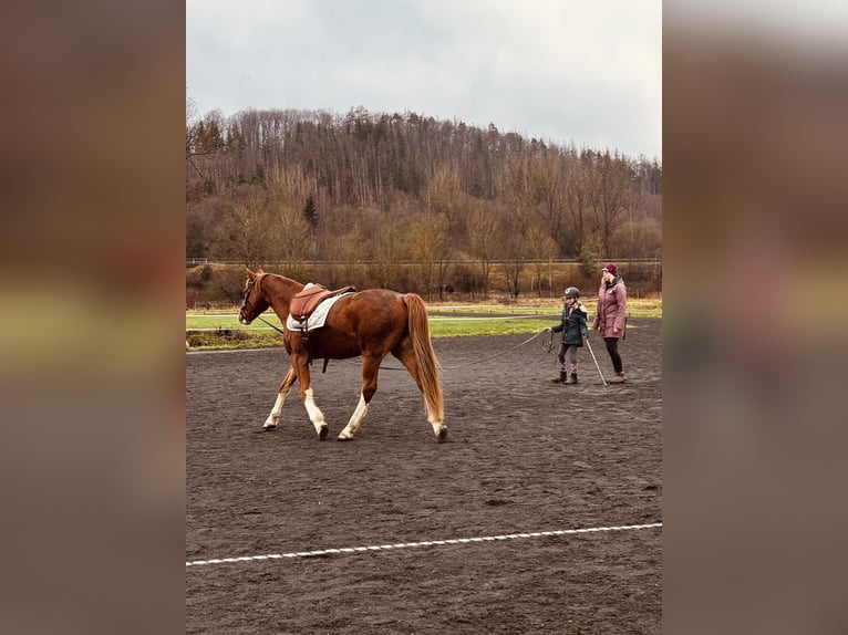 German Riding Pony Gelding 9 years 15 hh Chestnut-Red in Biedenkopf