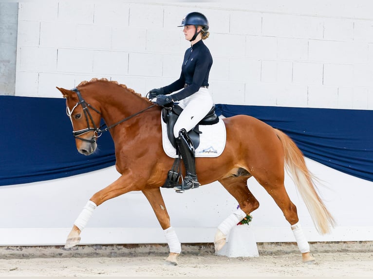 German Riding Pony Gelding 9 years 15 hh Chestnut-Red in Marsberg