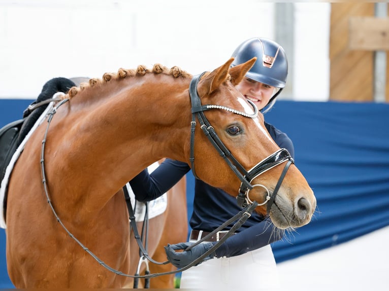 German Riding Pony Gelding 9 years 15 hh Chestnut-Red in Marsberg