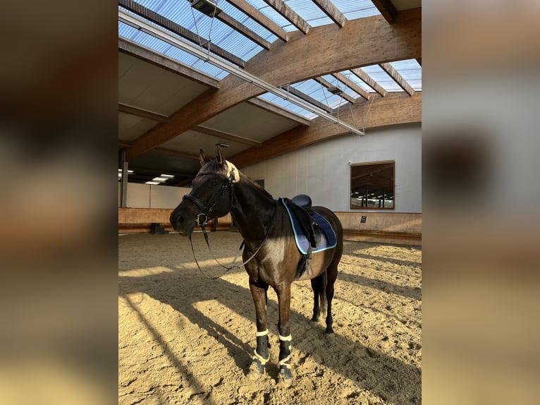 German Riding Pony Gelding 9 years 15,1 hh Black in Hohenfelde