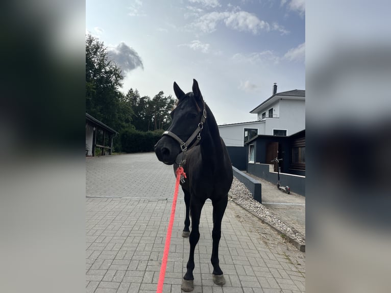 German Riding Pony Gelding 9 years 15,1 hh Black in Hohenfelde