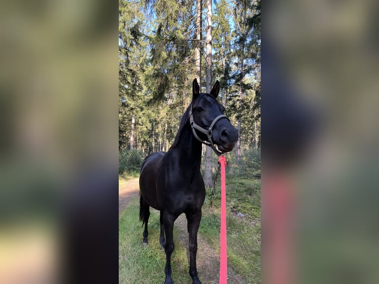 German Riding Pony Gelding 9 years 15,1 hh Black in Hohenfelde