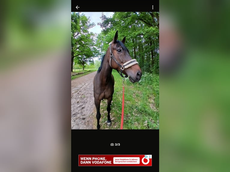 German Riding Pony Mix Gelding 9 years 15,2 hh Brown in Pietzpuhl