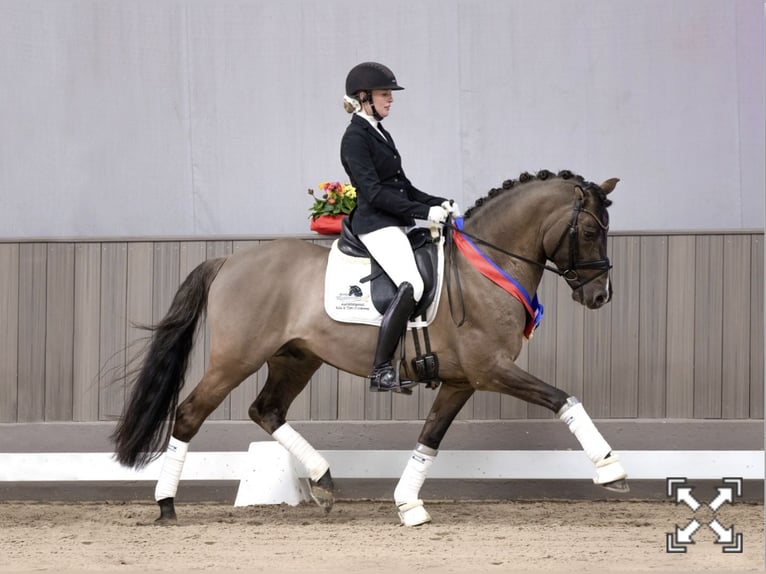 German Riding Pony Gelding Foal (05/2024) Buckskin in Westerstede