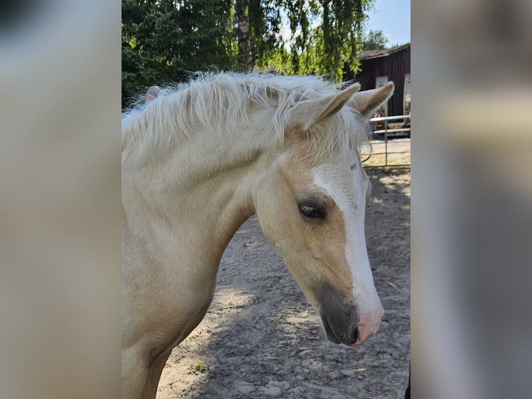 German Riding Pony Gelding Foal (05/2025) Palomino in Bruchhausen-Vilsen German Riding Pony Gelding Foal (05/2025) Palomino in Bruchhausen-Vilsen