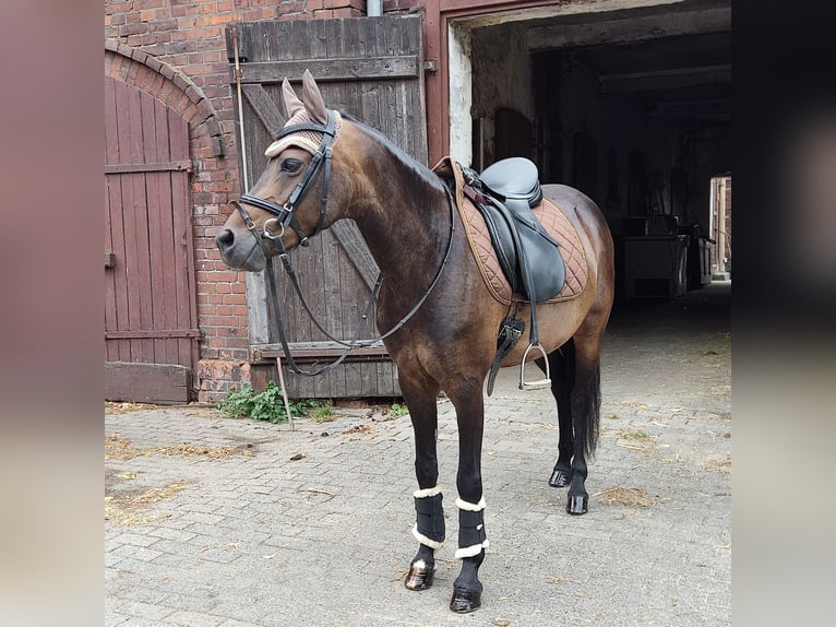 German Riding Pony Mare 10 years 13,1 hh Bay-Dark in Lüdinghausen