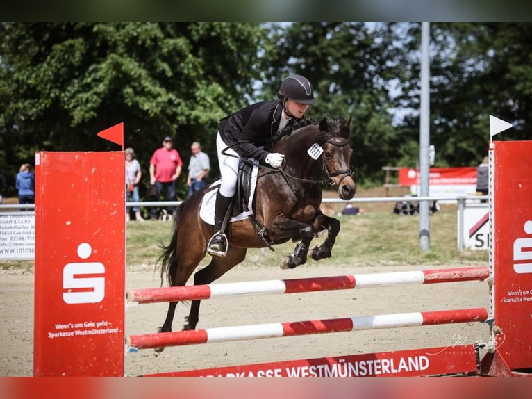 German Riding Pony Mare 10 years 13,1 hh Bay-Dark in Lüdinghausen