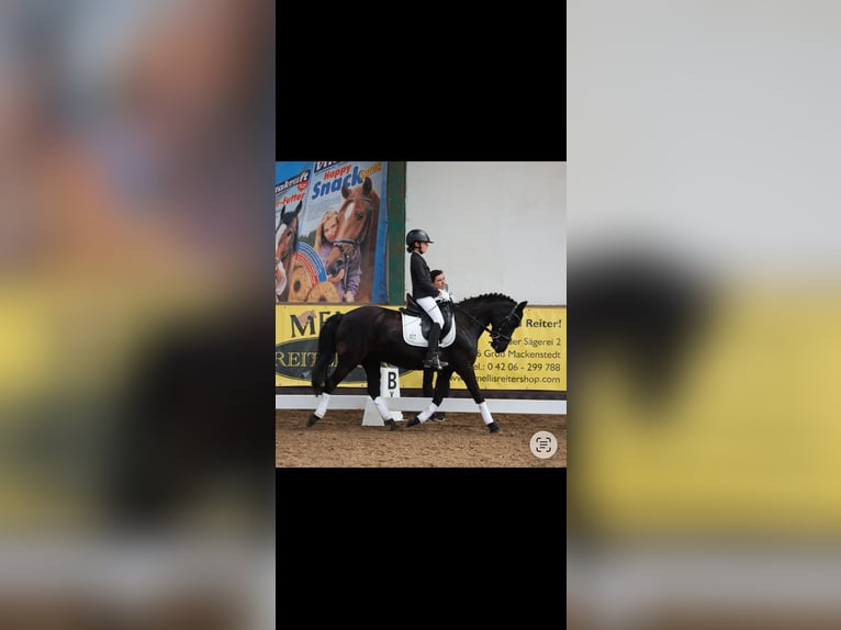 German Riding Pony Mare 10 years 13.2 hh Black in Bremen