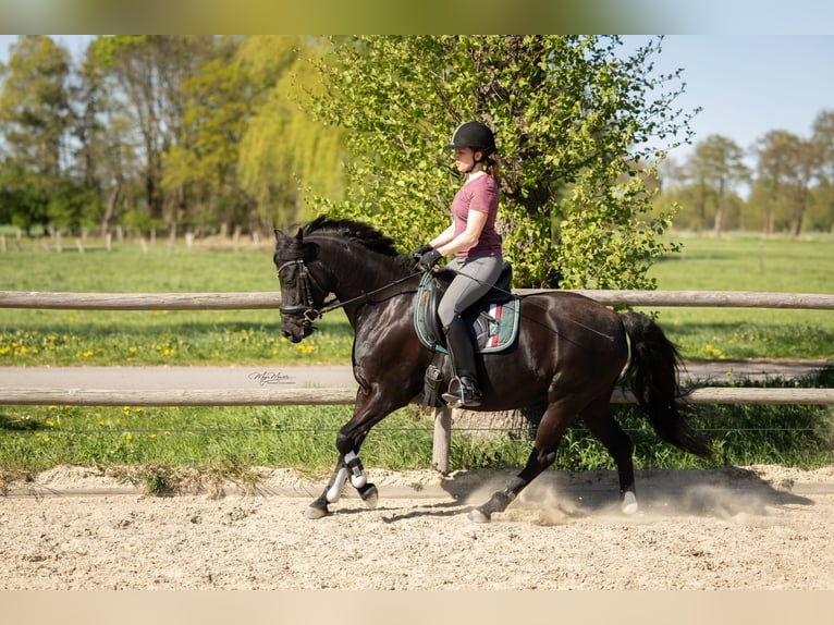 German Riding Pony Mare 10 years 13.2 hh Black in Bremen