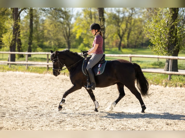 German Riding Pony Mare 10 years 13.2 hh Black in Bremen
