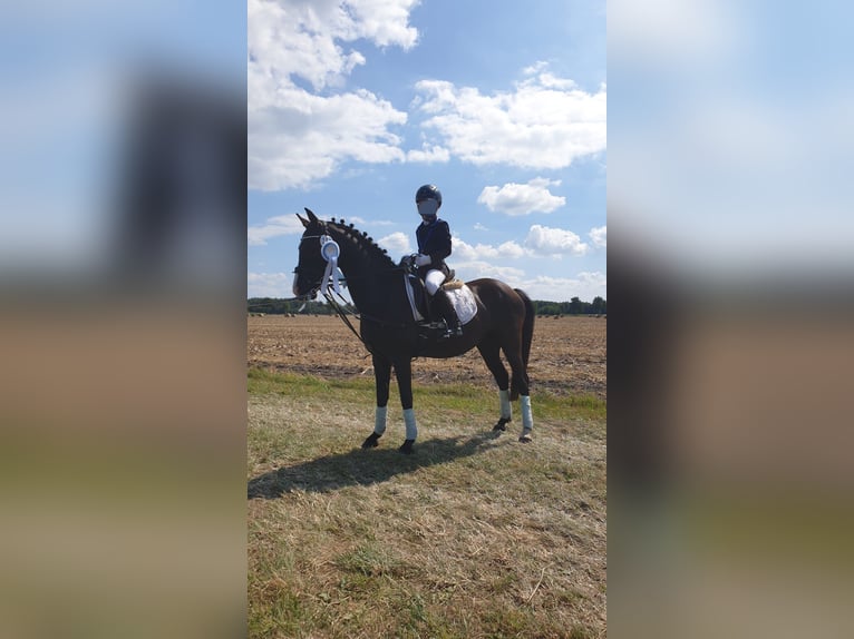 German Riding Pony Mix Mare 10 years 13,2 hh Black in Hamburg