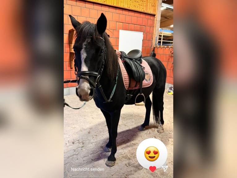 German Riding Pony Mix Mare 10 years 13,2 hh Black in Hamburg