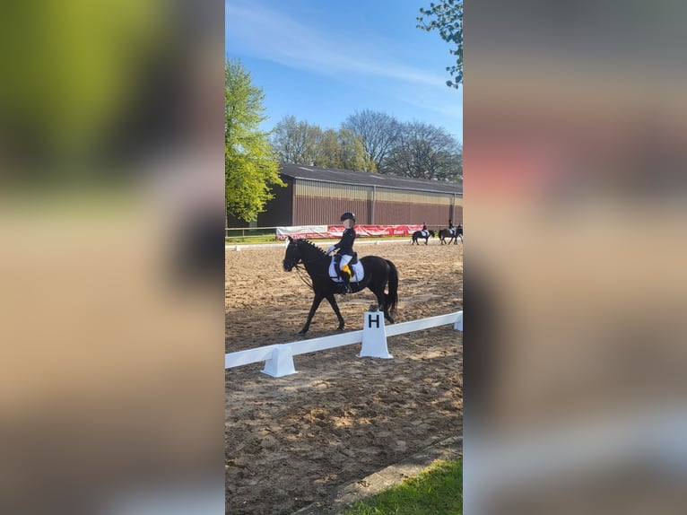 German Riding Pony Mix Mare 10 years 13,2 hh Black in Hamburg