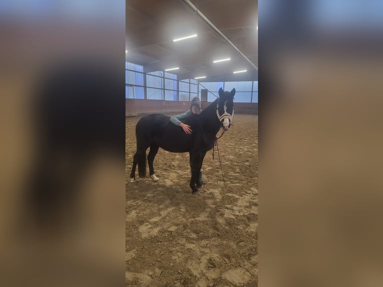 German Riding Pony Mix Mare 10 years 13,2 hh Black in Hamburg