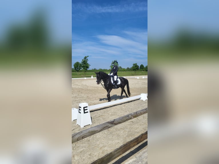 German Riding Pony Mix Mare 10 years 13,2 hh Black in Hamburg