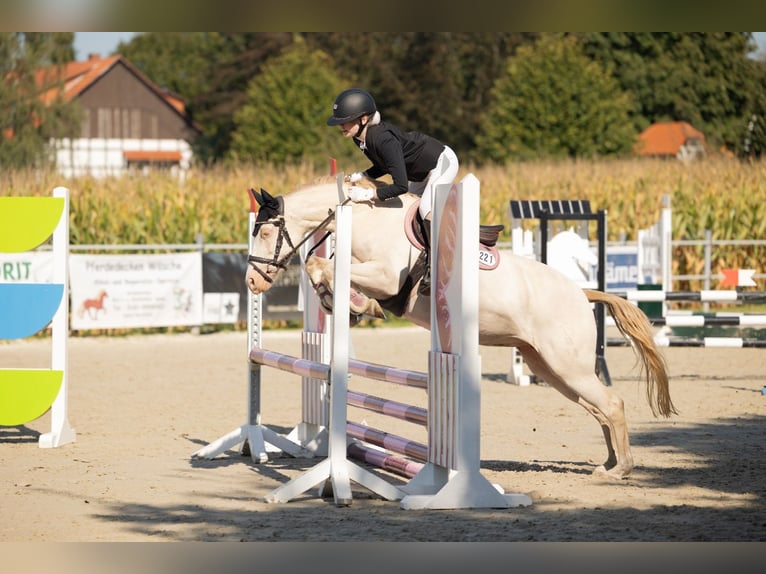 German Riding Pony Mare 10 years 13,2 hh Cremello in Rahden