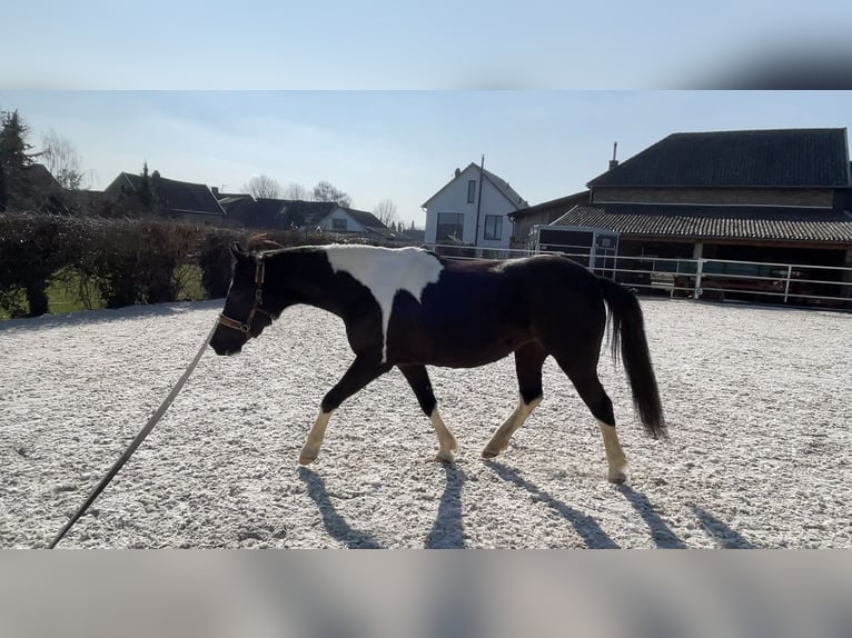 German Riding Pony Mare 10 years 13,2 hh Pinto in Aachen