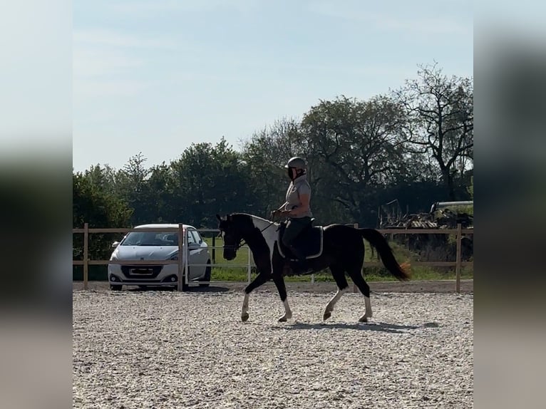 German Riding Pony Mare 10 years 13,2 hh Pinto in Aachen