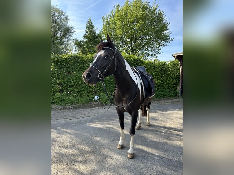 German Riding Pony Mare 10 years 13,2 hh Pinto in Aachen