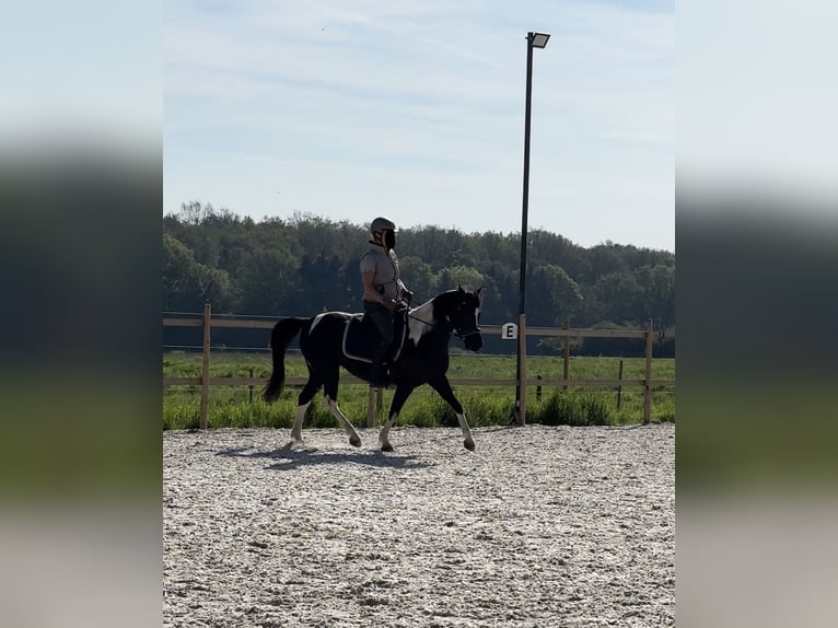 German Riding Pony Mare 10 years 13,2 hh Pinto in Aachen