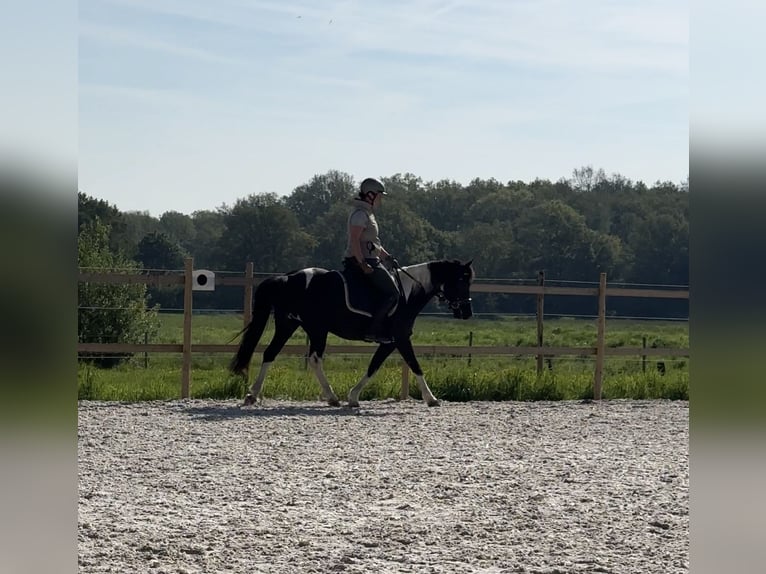 German Riding Pony Mare 10 years 13,2 hh Pinto in Aachen